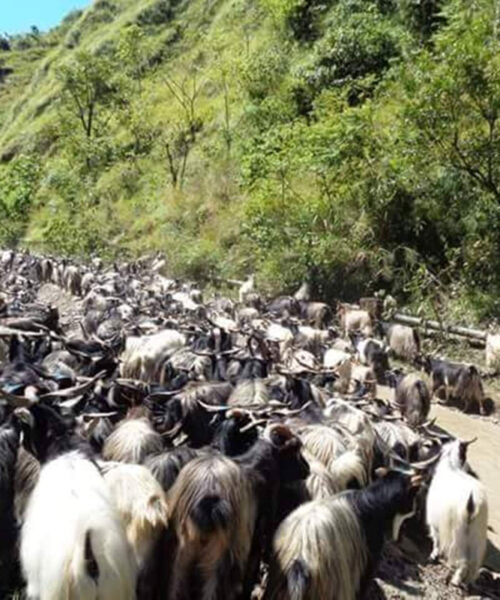 दसैँका लागि मुस्ताङबाट १५ हजार भेडाच्याङ्ग्रा बजारमा पठाइने