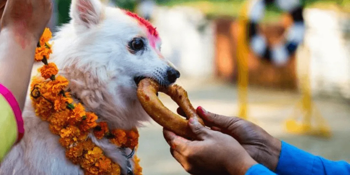 आज कुकुर तिहार र नरक चतुर्दशी मनाइँदै